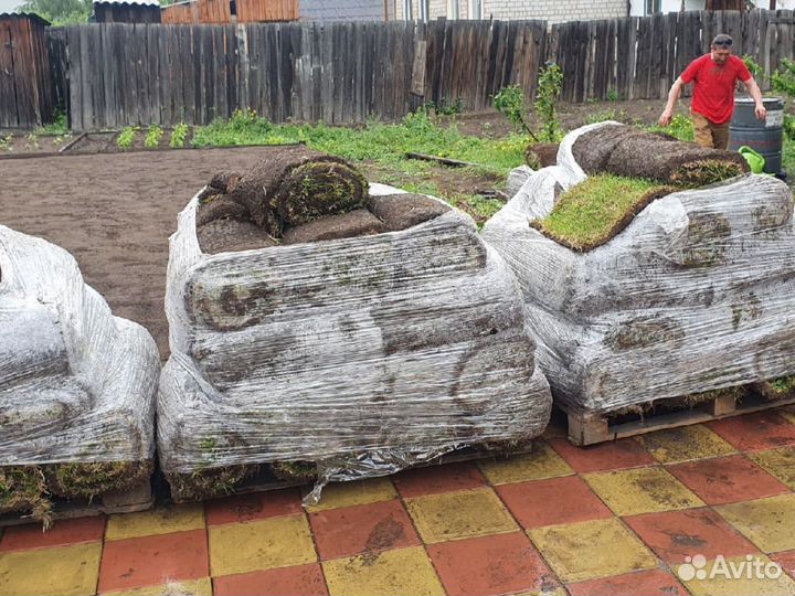 Рулонный живой газон