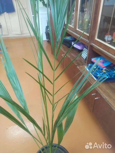 Пальма финиковая