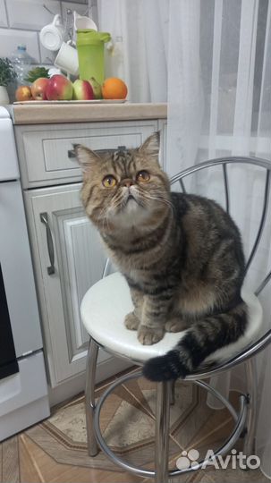 Экзотическая