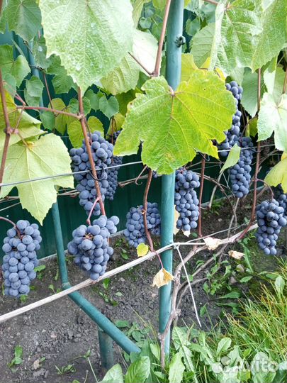 Виноград кусты