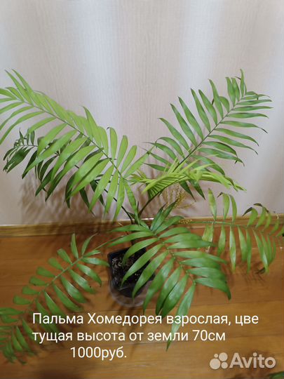 Пальма Хомедорея и Мирты