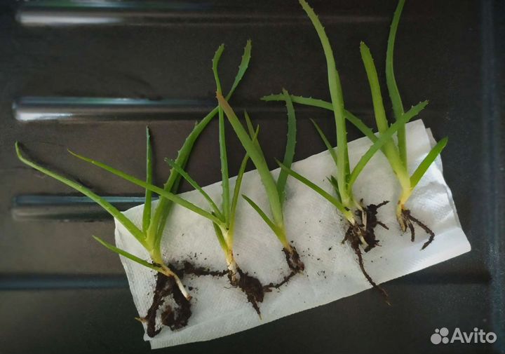 Алоэ лекарственное. Столетник