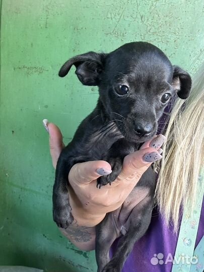 Той-терьер щенки