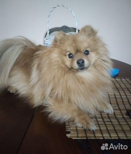 Вязка собак шпиц