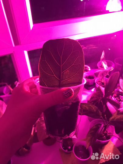 Фикус Лирата, Тинеке обмен