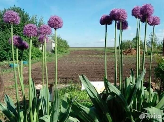 Луки декоративные - 2 вида