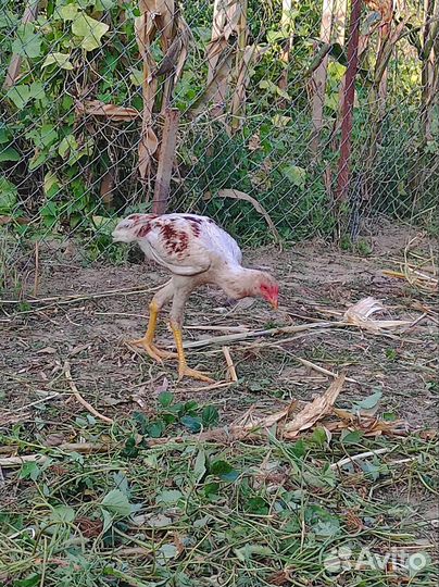 Бойцовые петухи