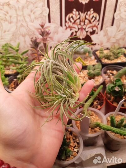 Тилландсия атмосферная