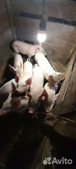 Домашние поросята