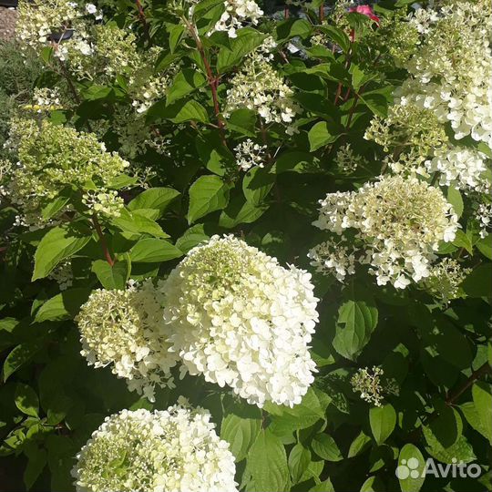 Гортензия Метельчитая закрытая корневая система