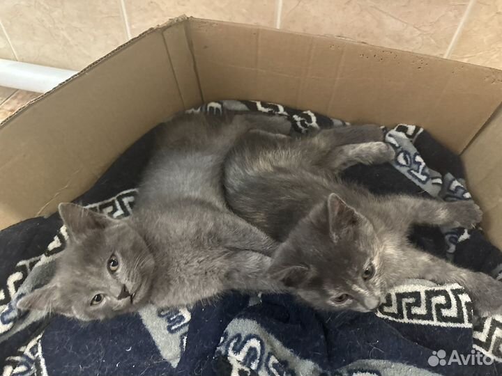 Отдам котенка в добрые руки