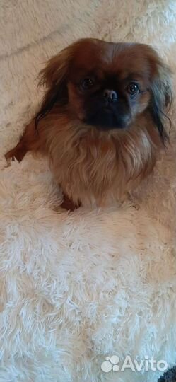 Щенки пекинеса