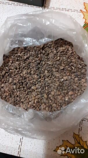 Семена Эспарцет Суданка Люцерна