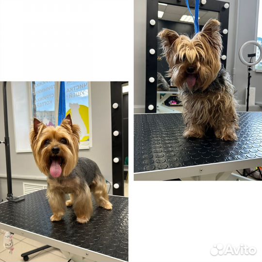 Стрижка собак груминг