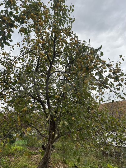 Дача 16 м² на участке 4,5 сот.