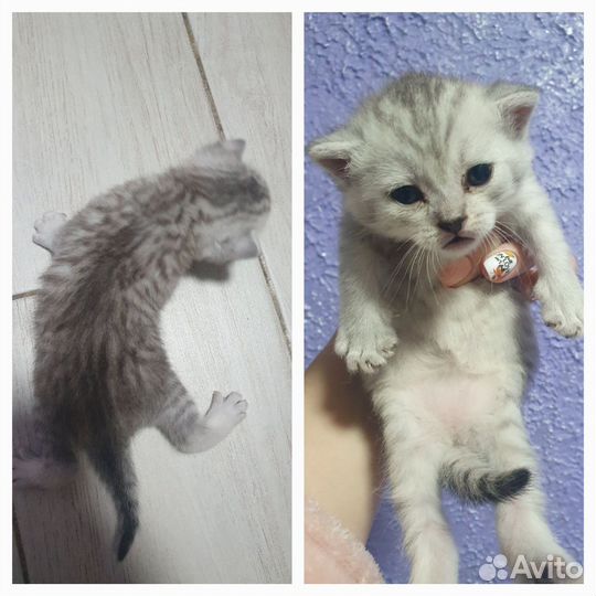 Шотландская