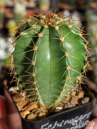 Кактусы цветущие