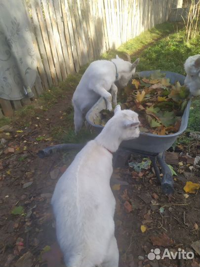 Продаю двух полугодовалых козочек