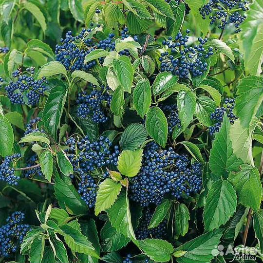 Калина зубчатая Блю Маффин