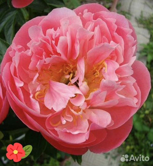 Пионы Корни Саженцы Пинк Гавайан Корал