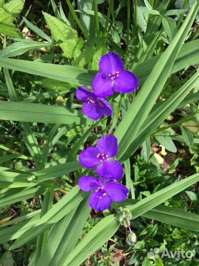 Молодило, мускари и др