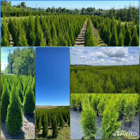 Туя Смарагд 80-100 см из питомника