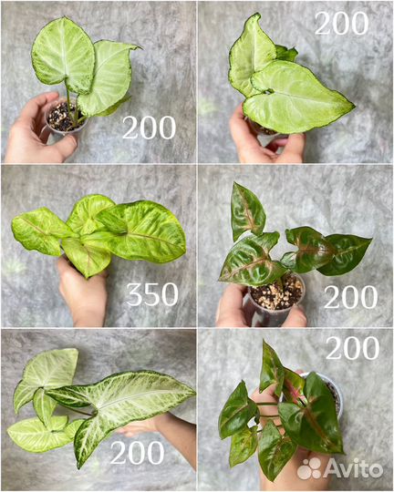 Сингониумы сортовые