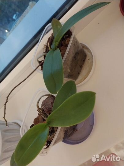 Дендробиум фаленопсис