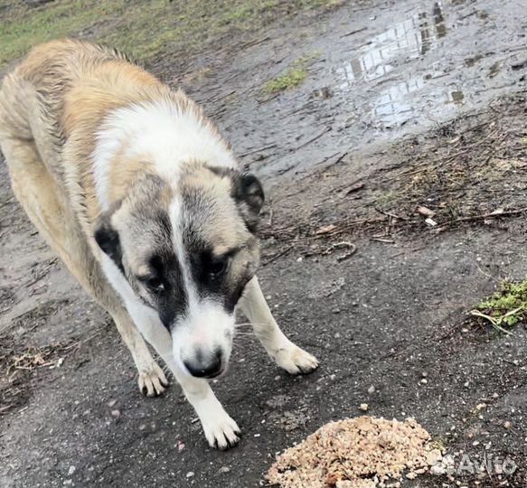 Найдена собака