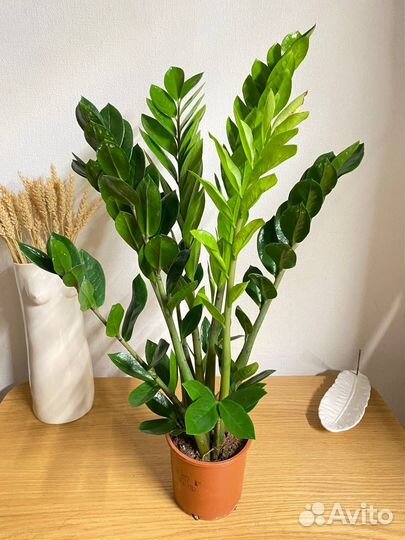 Замиокулькас