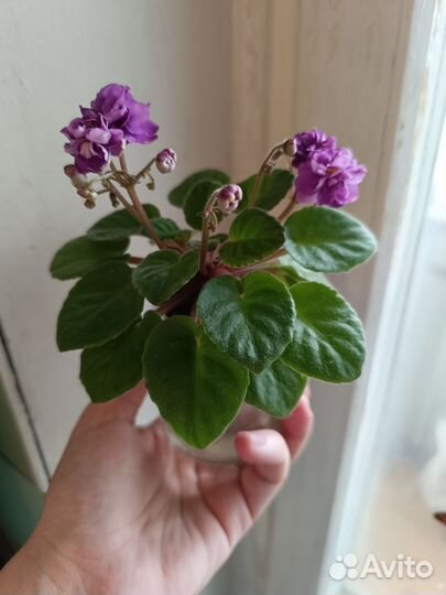 Сортовые фиалки