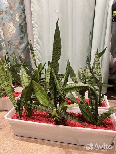 Сансевиерия (тещин язык)