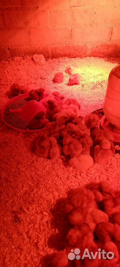 Цыплята ломан браун