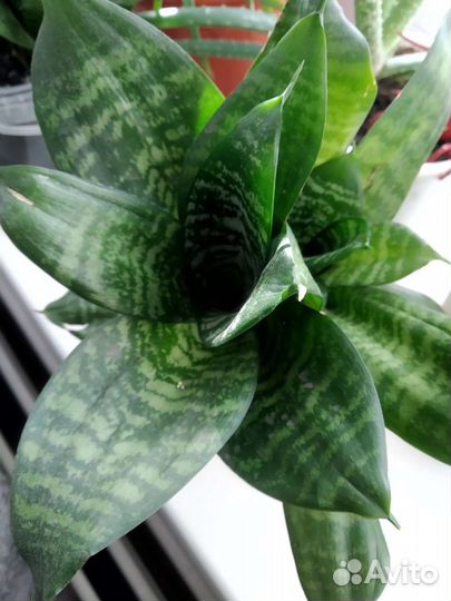Цветы Сансевиерия тещин язык Щучий хвост