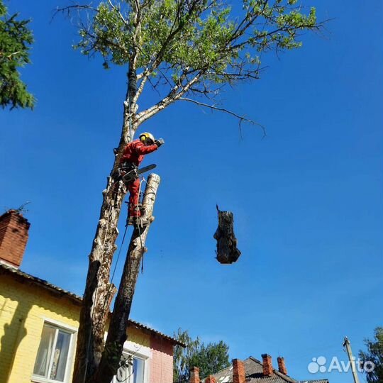 Спил деревьев