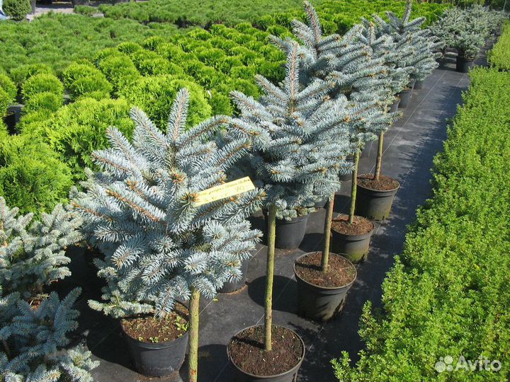 Ель голубая глаука