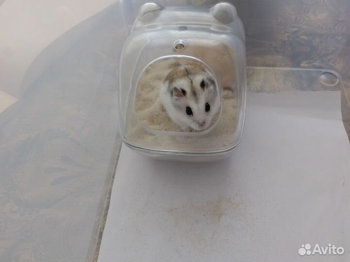 Джунгарик девочка