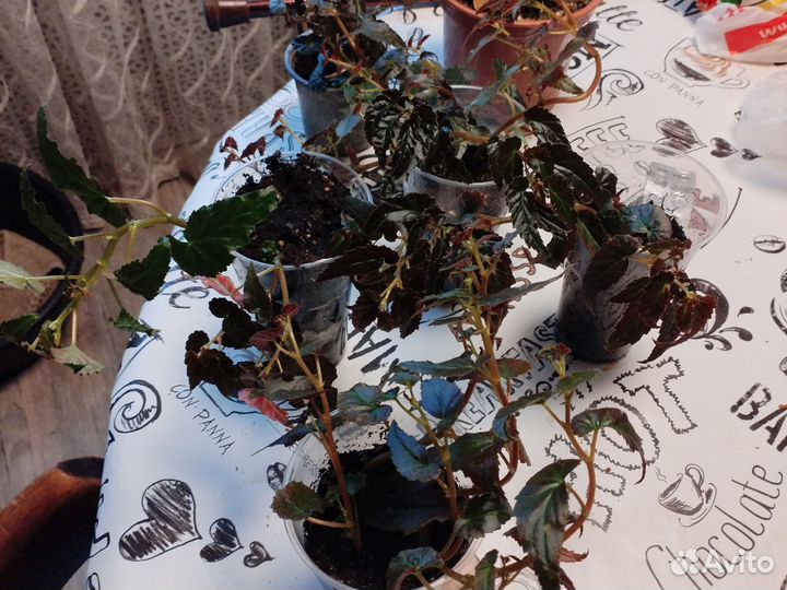 Бегония ампельная