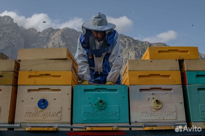 Продаю Пчелопакеты
