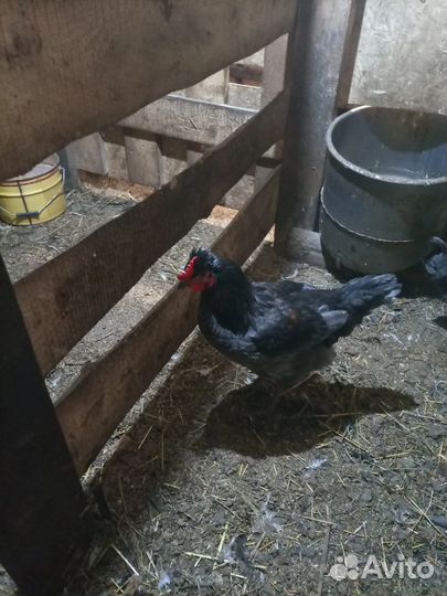 Молодой петушок