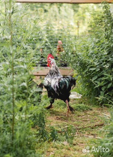 Маран (Англия, Франция) Серебро, Медный, Белый