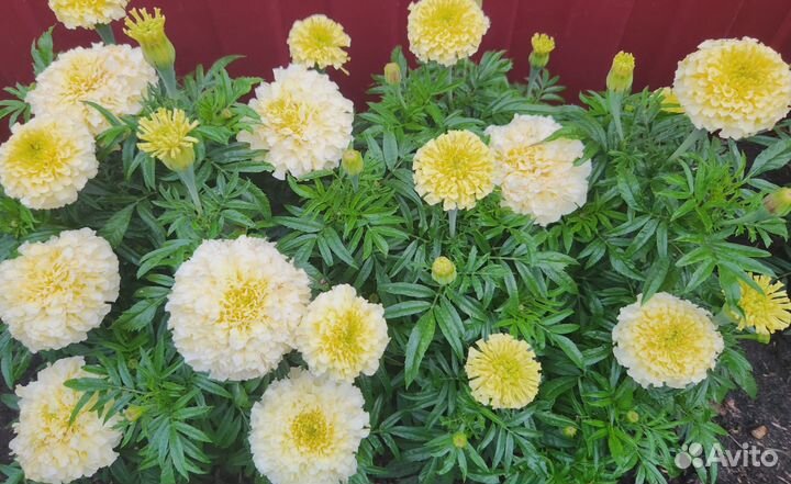 Семена Бархатцев