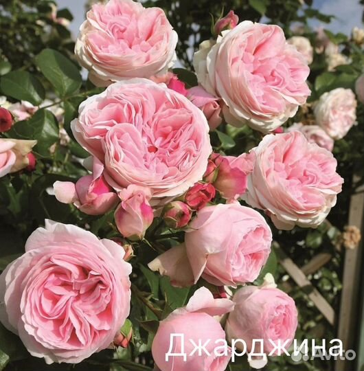 Саженцы роз. Плетистые. Джардина