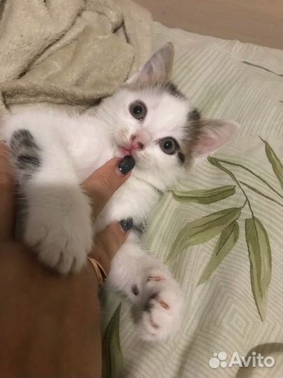 Котёнка отдам даром