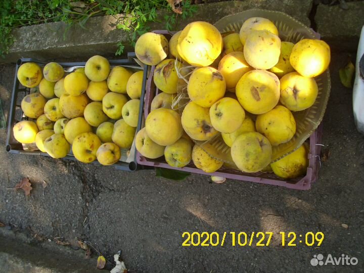 Веточки сливы, кизила, вишни, айвы и др