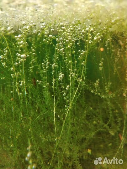 Растения коряги рыбки