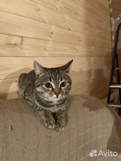 Европейская