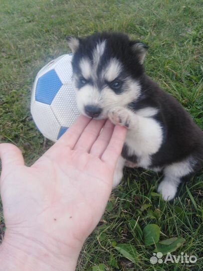 Щенки Хаски