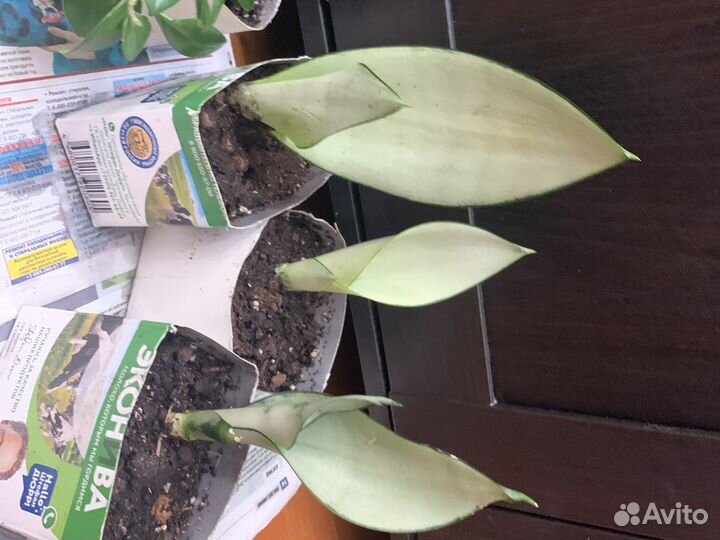 Растения муншайн и эсхинантус