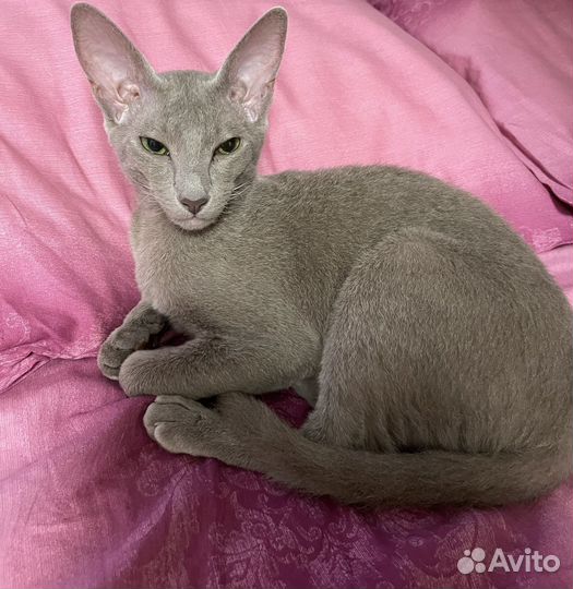 Котята петерболд